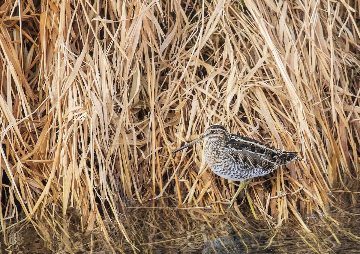 Wilson's Snipe - ML403768541