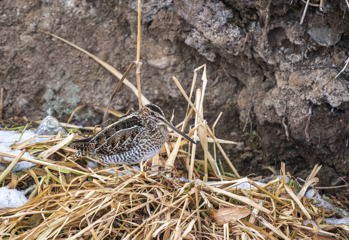 Wilson's Snipe - ML403768661