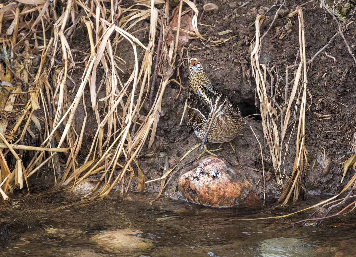 Wilson's Snipe - ML403768711