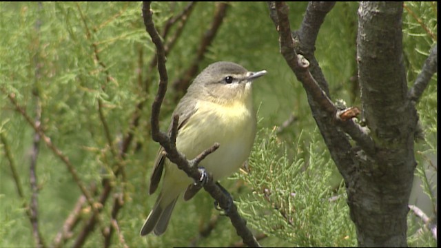 Vireo de Filadelfia - ML403769