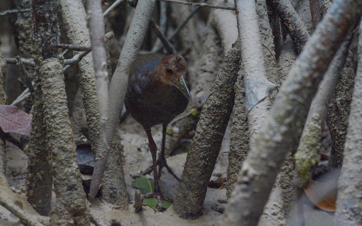 Rufous-necked Wood-Rail - Luis Trinchan