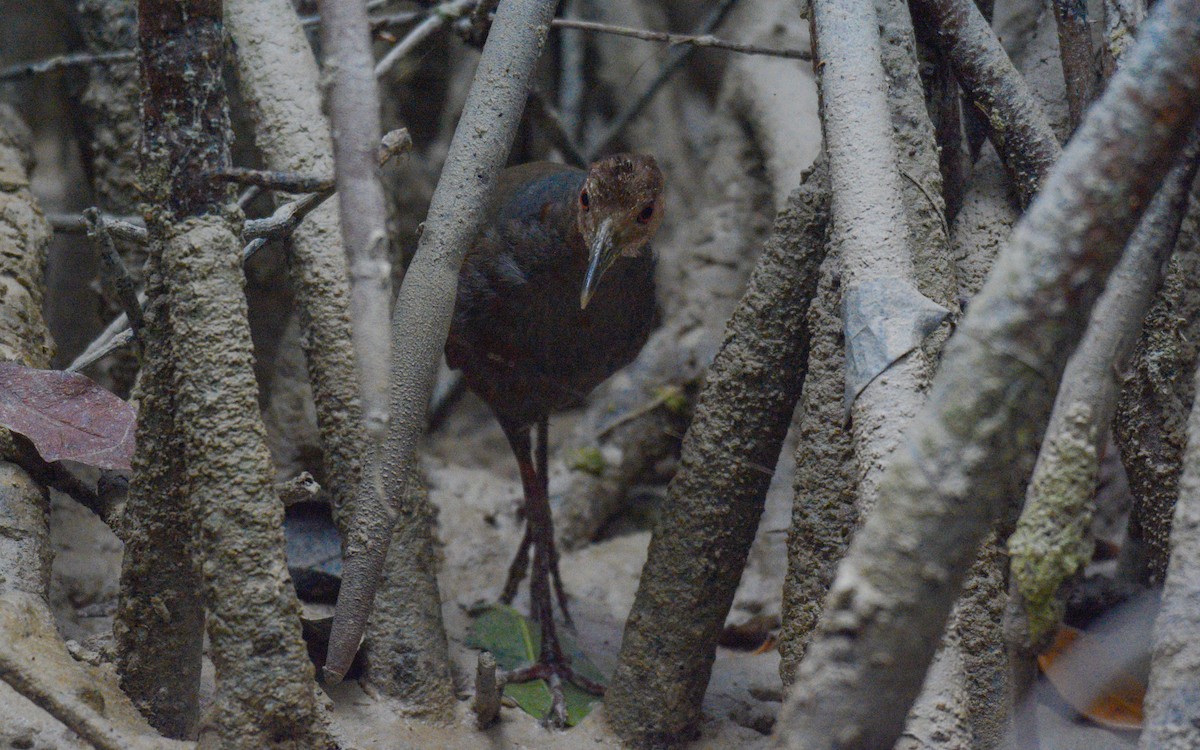 Rufous-necked Wood-Rail - ML403769331