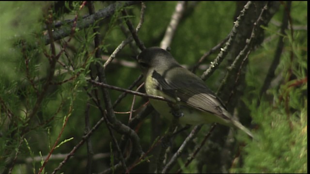 Vireo de Filadelfia - ML403771