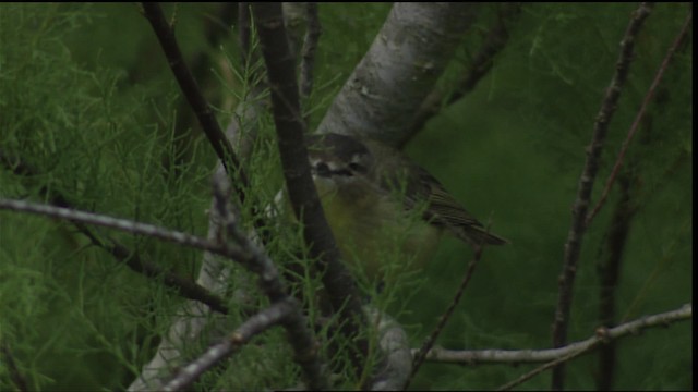 Philadelphia Vireo - ML403774