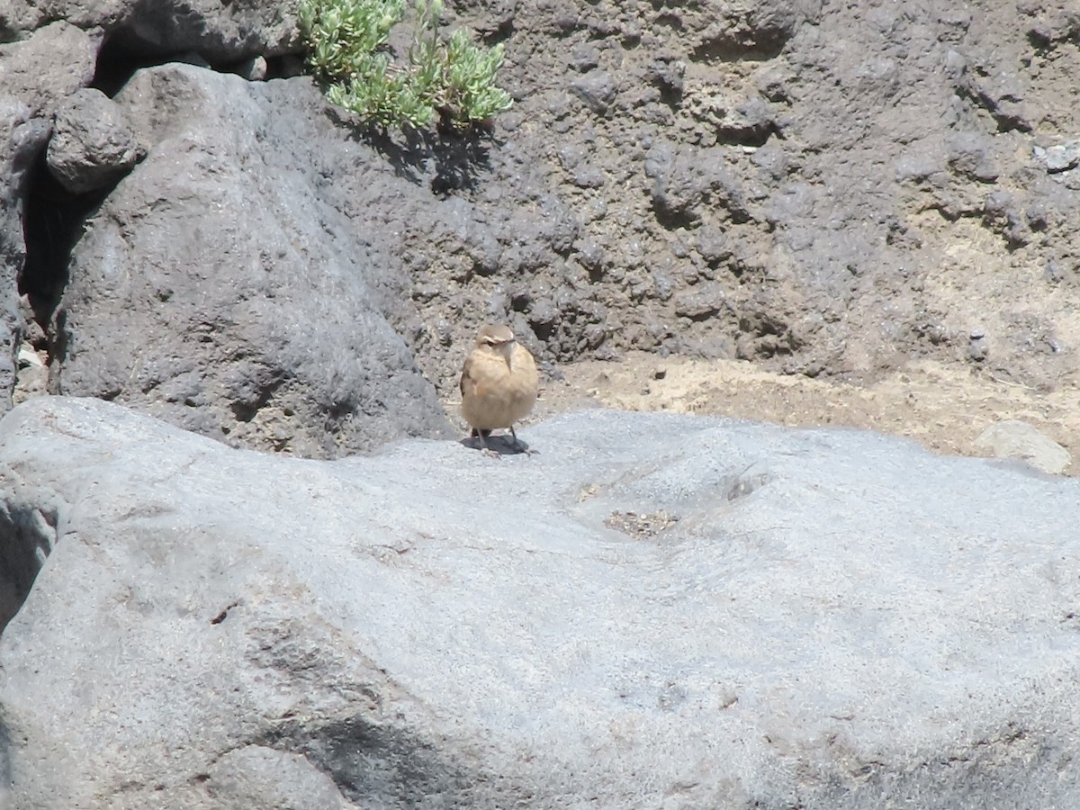 Rufous-banded Miner - ML403777251