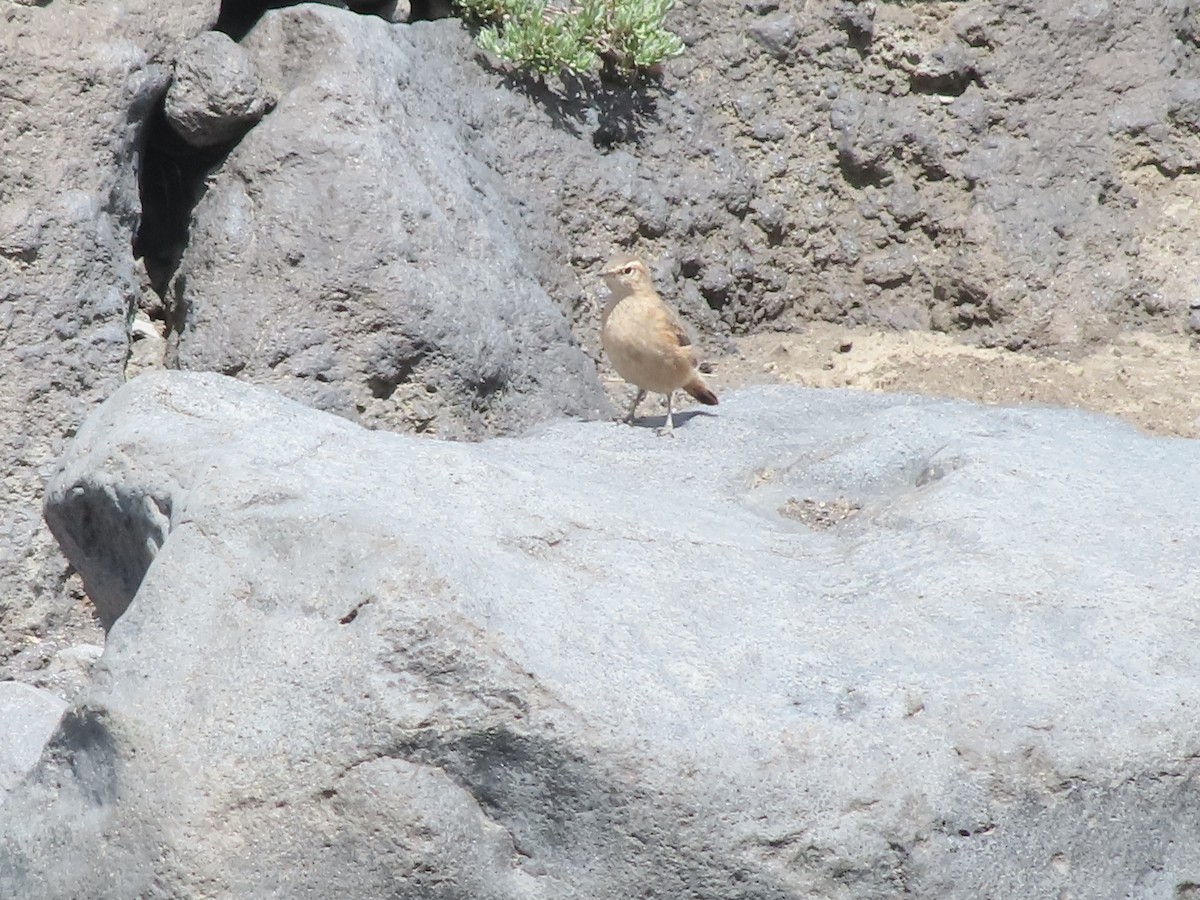 Rufous-banded Miner - ML403777481