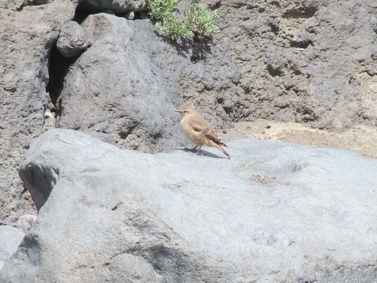 Rufous-banded Miner - Gustavo Espinoza