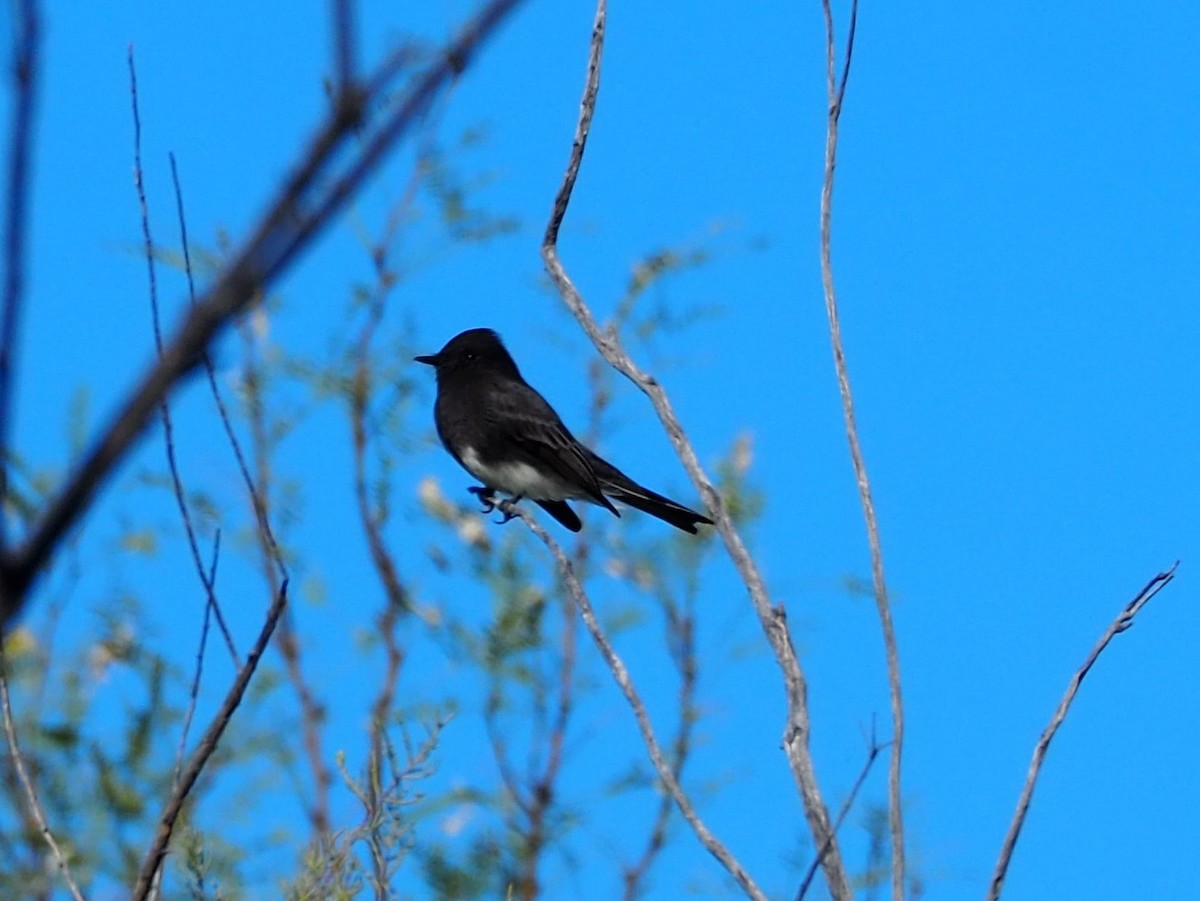 Black Phoebe - ML403777651