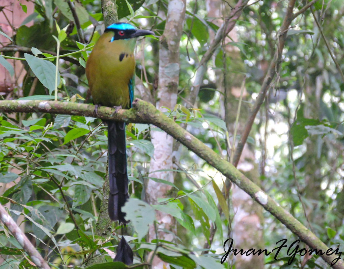 Andean Motmot - Juan Fernando Gomez Castro