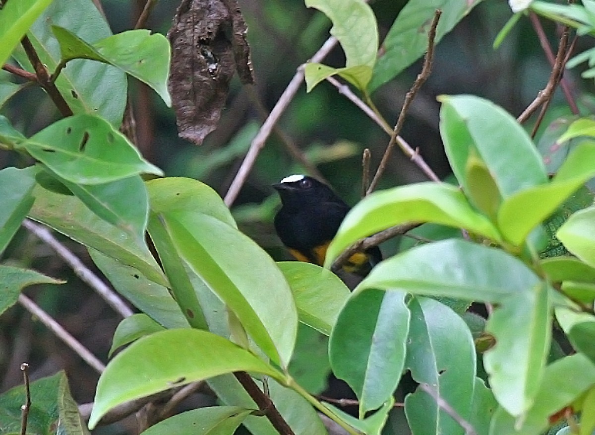 Orange-bellied Manakin - Peter Candido