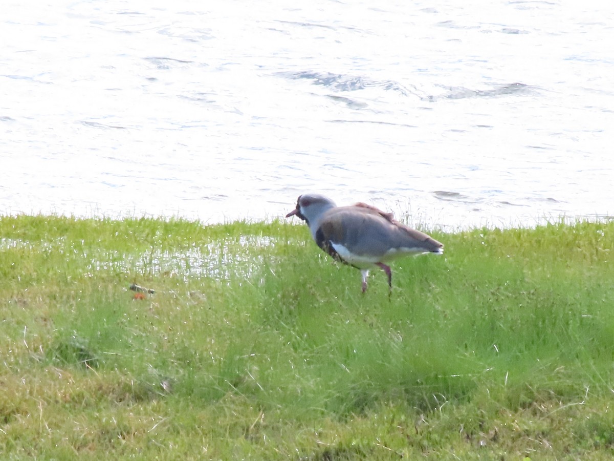 Southern Lapwing - ML403778751