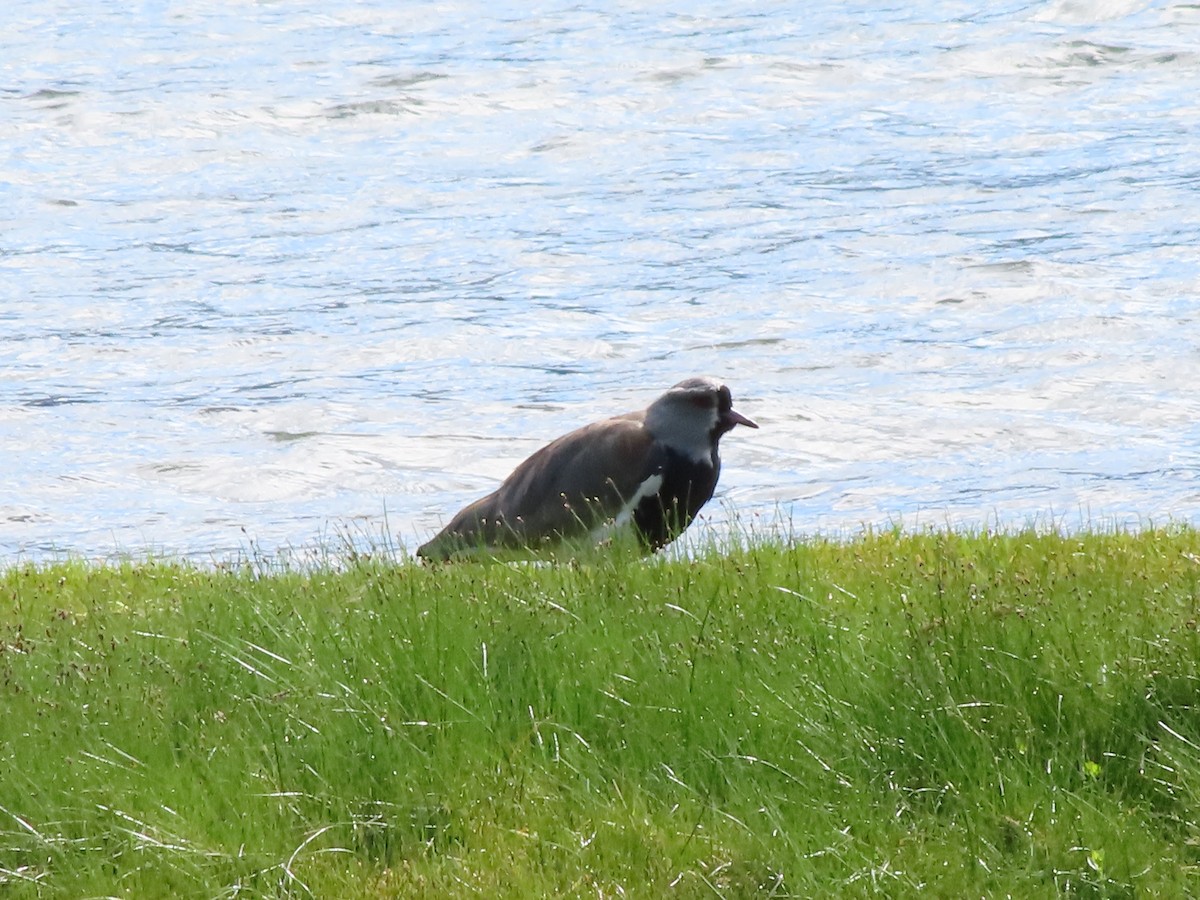 Southern Lapwing - ML403778781