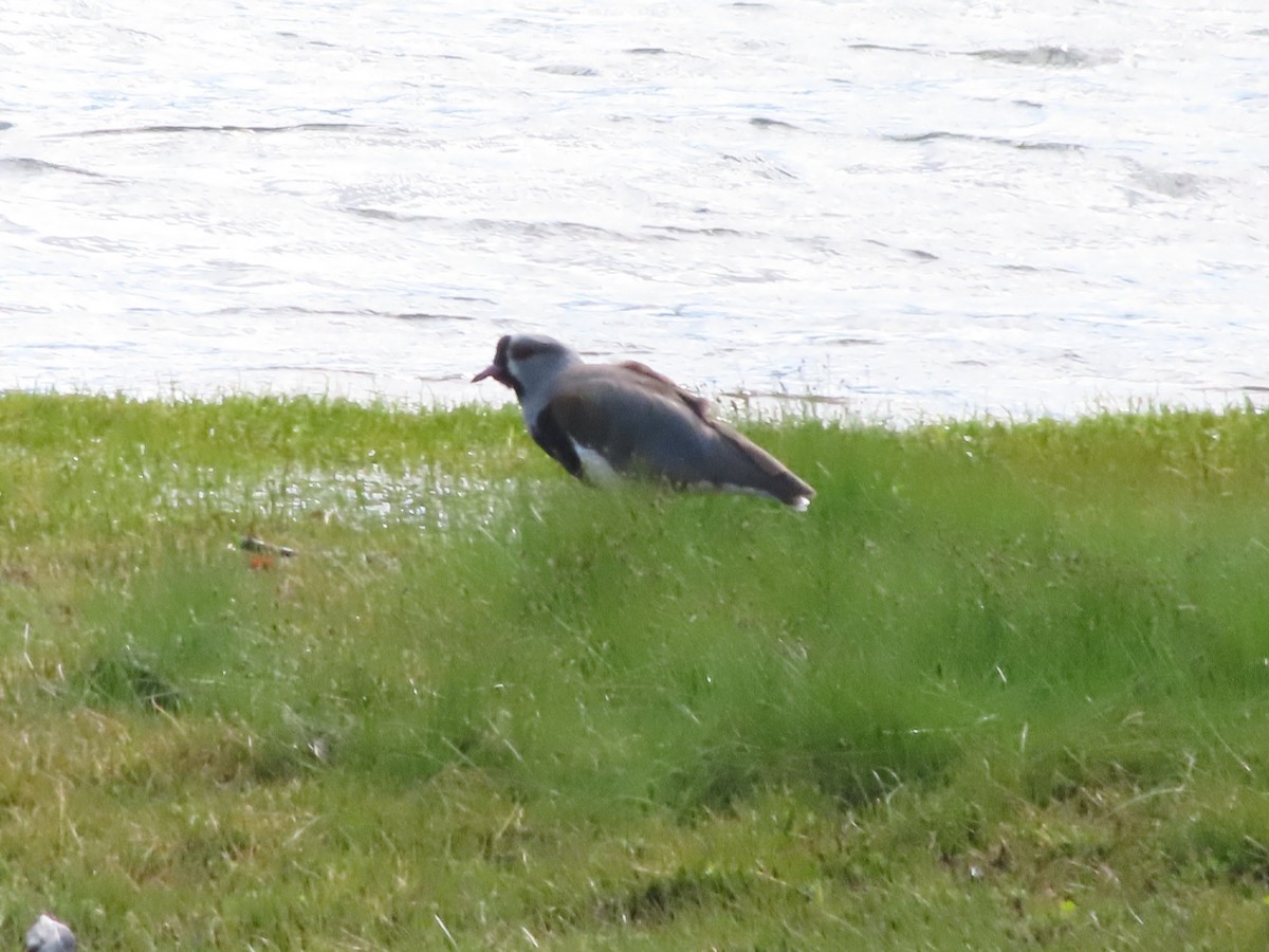 Southern Lapwing - ML403778801