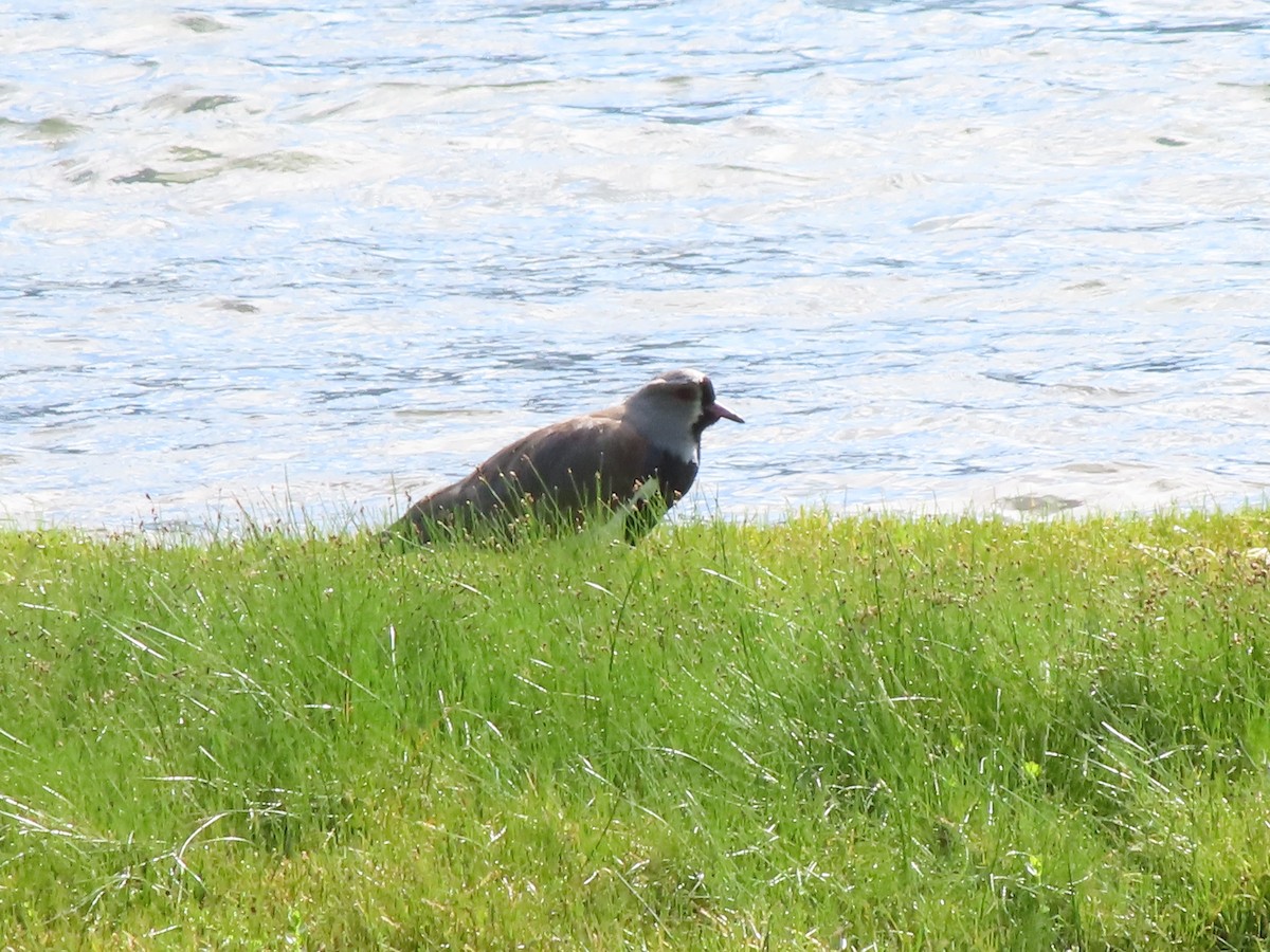 Southern Lapwing - ML403778811