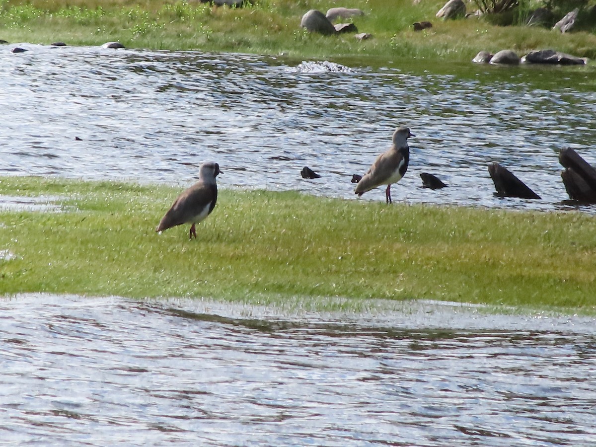 Southern Lapwing - ML403778821