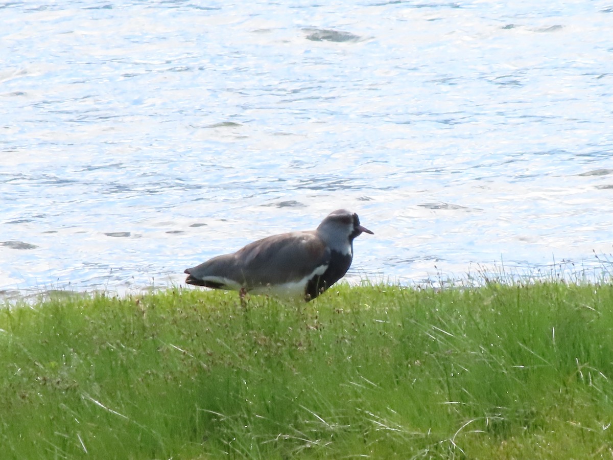 Southern Lapwing - ML403778831