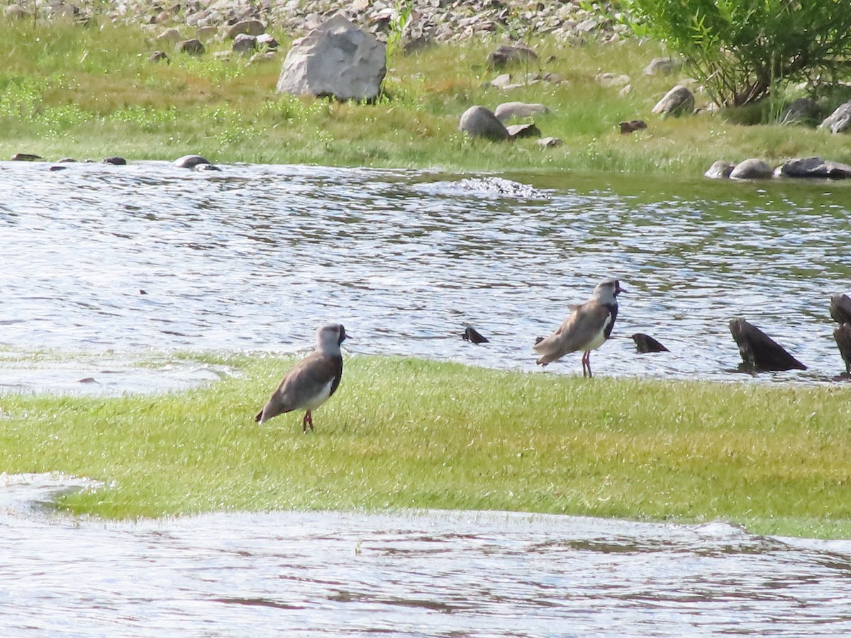 Southern Lapwing - ML403778851