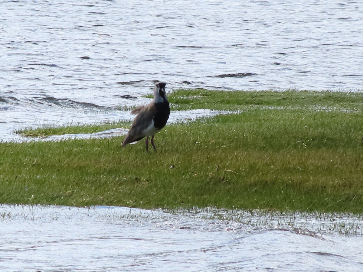 Southern Lapwing - ML403778881