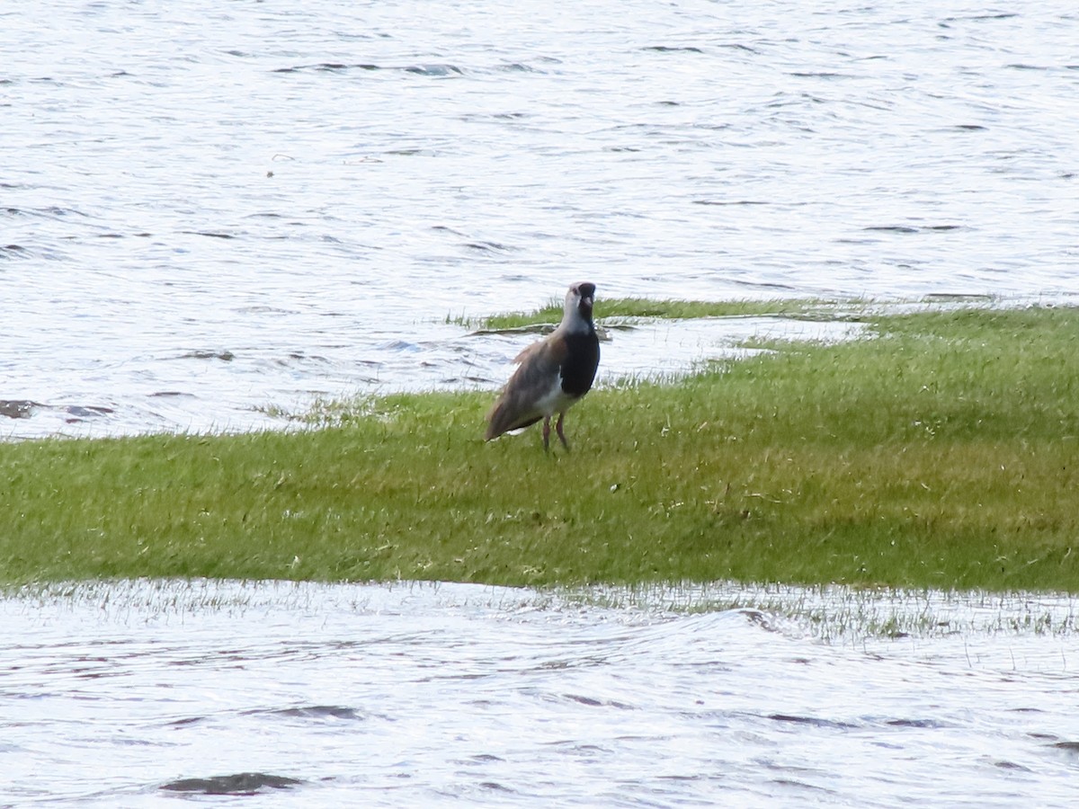 Southern Lapwing - Gustavo Espinoza