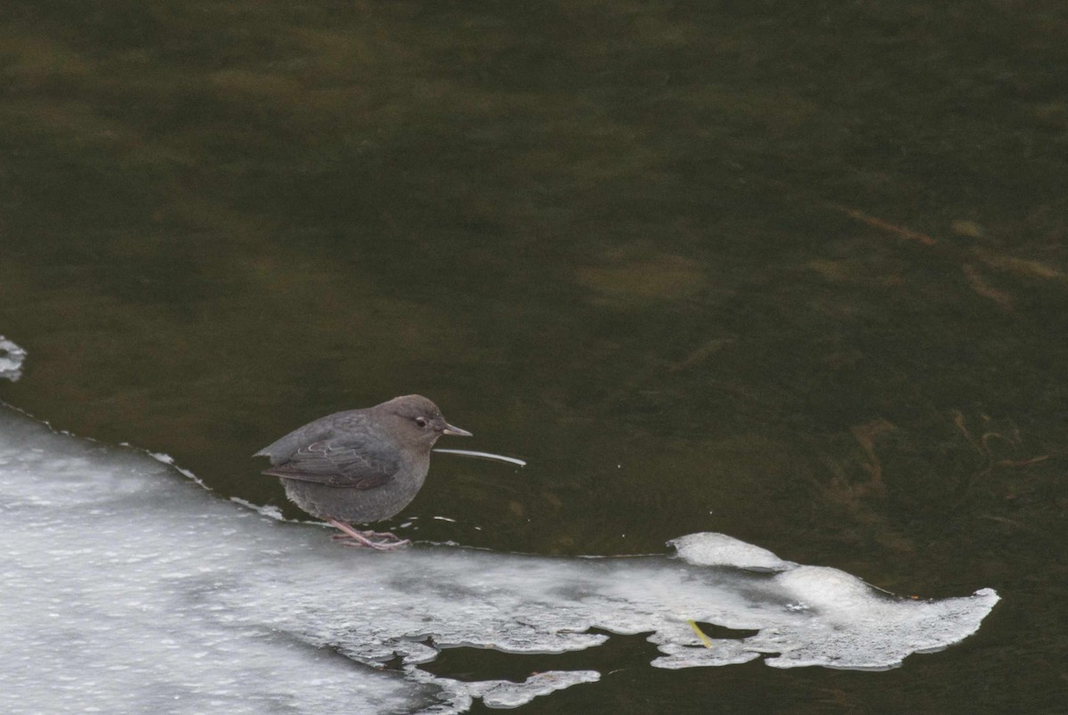 American Dipper - ML403779001