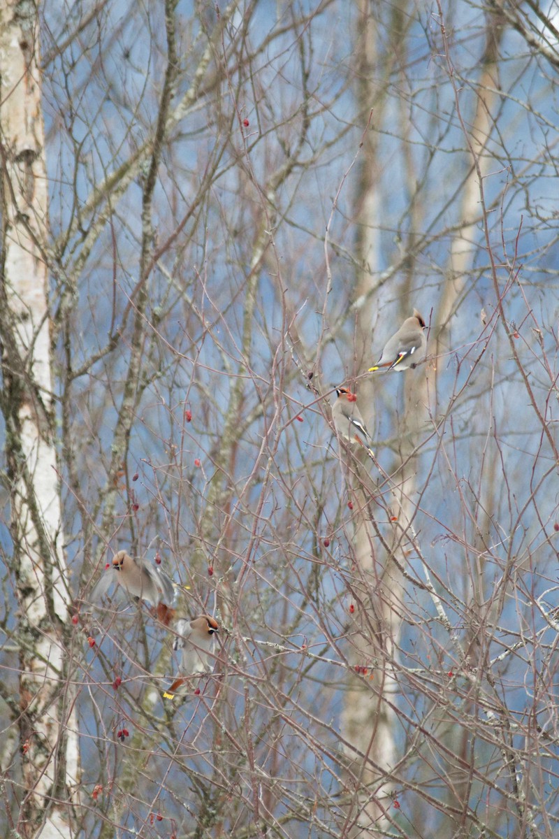 Bohemian Waxwing - ML403779041