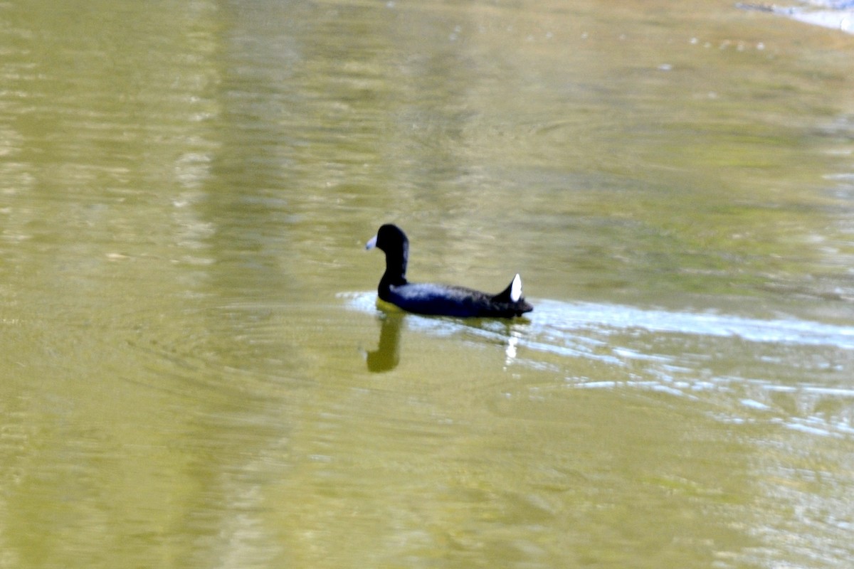 American Coot (Red-shielded) - ML40377951