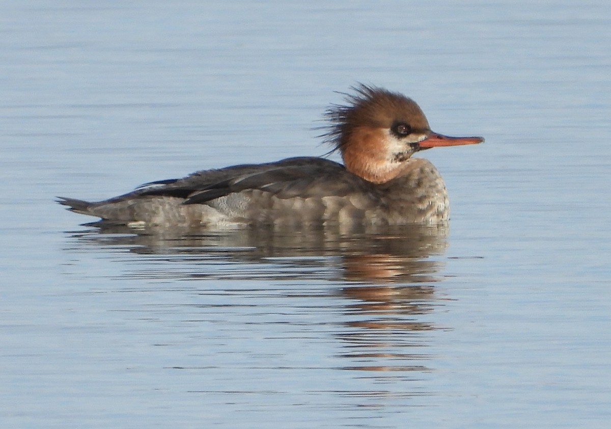Red-breasted Merganser - Fawn Simonds