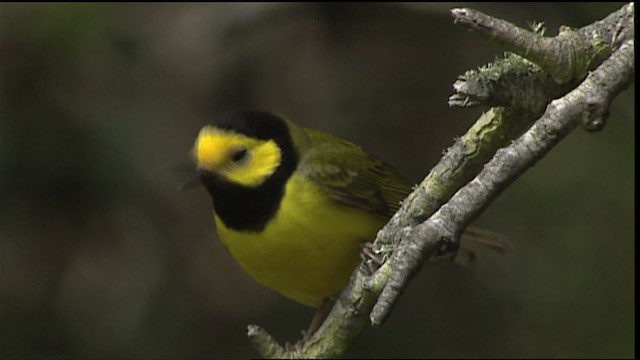 Hooded Warbler - ML403781