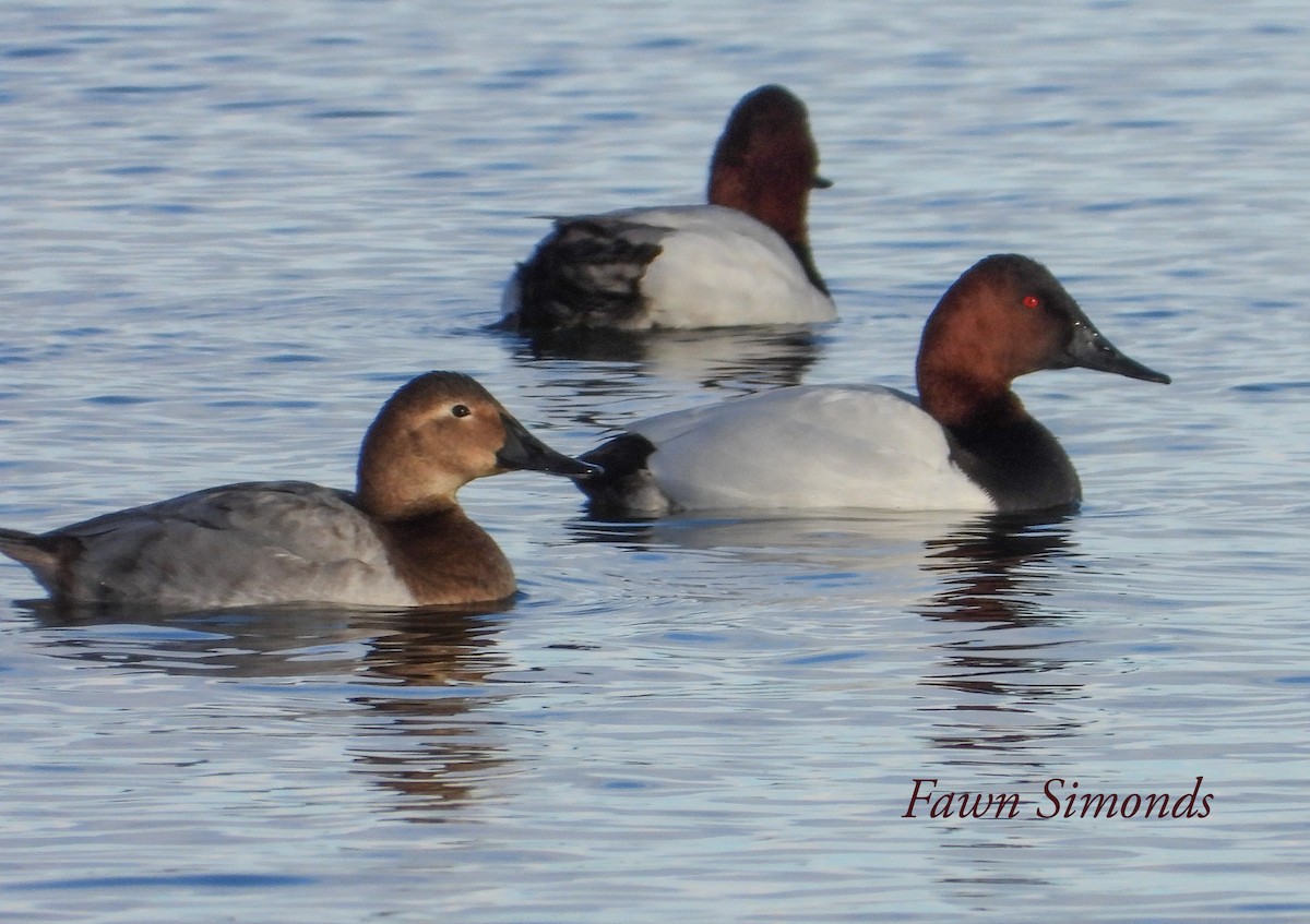 Canvasback - ML403781351