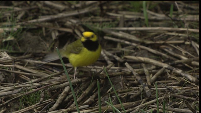 Hooded Warbler - ML403782