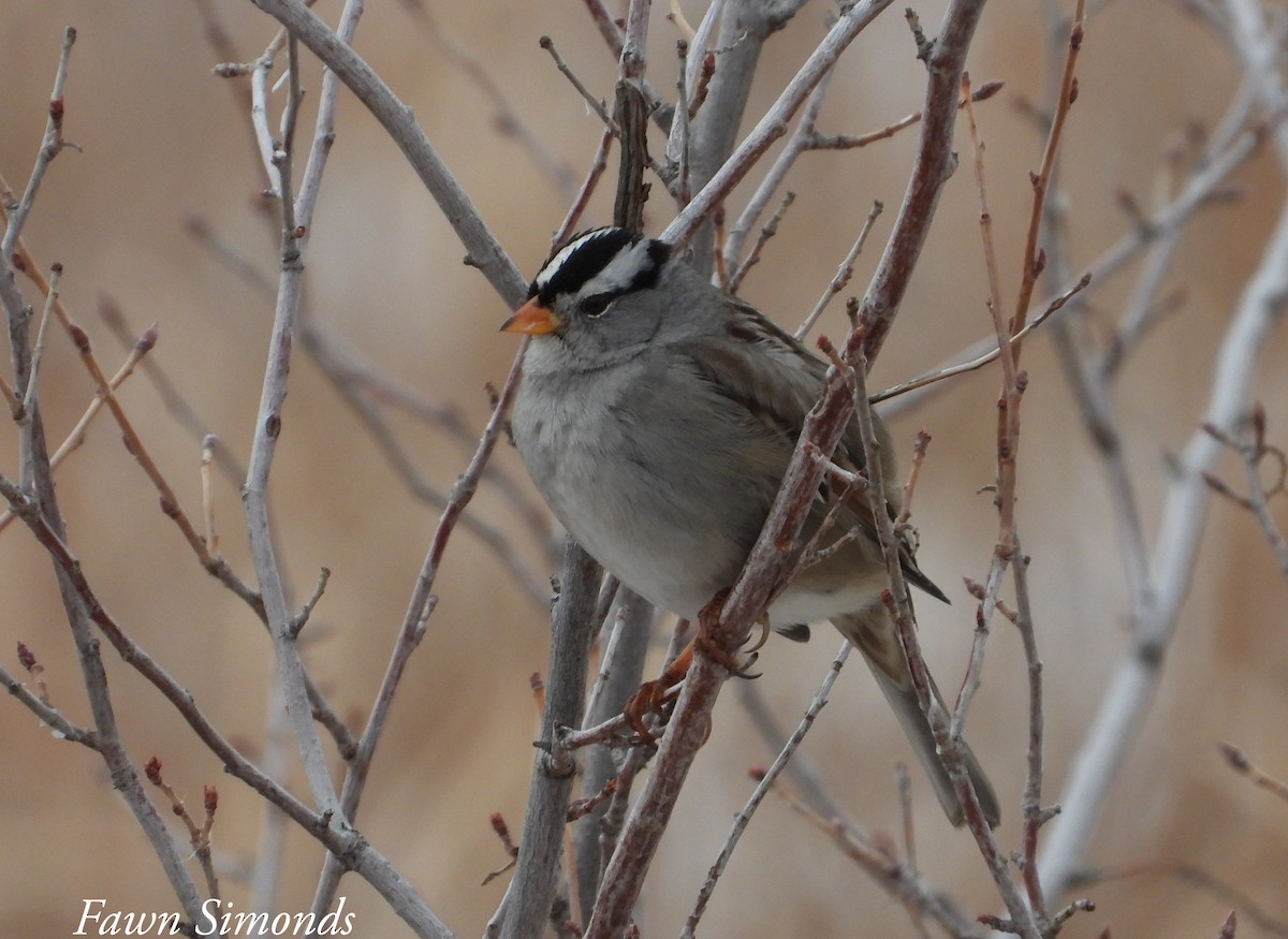 White-crowned Sparrow - Fawn Simonds