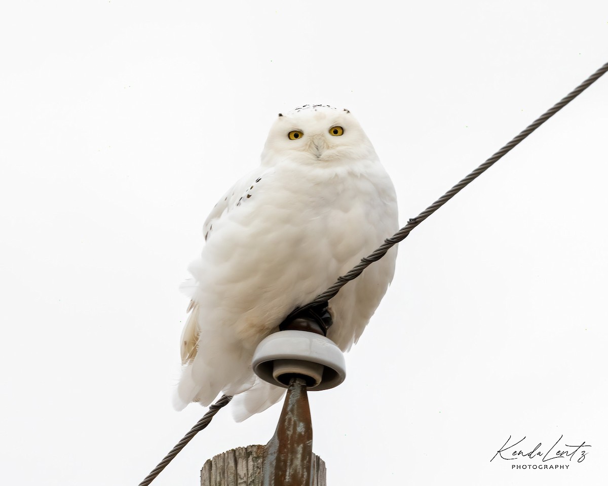 Snowy Owl - Kenda Lentz