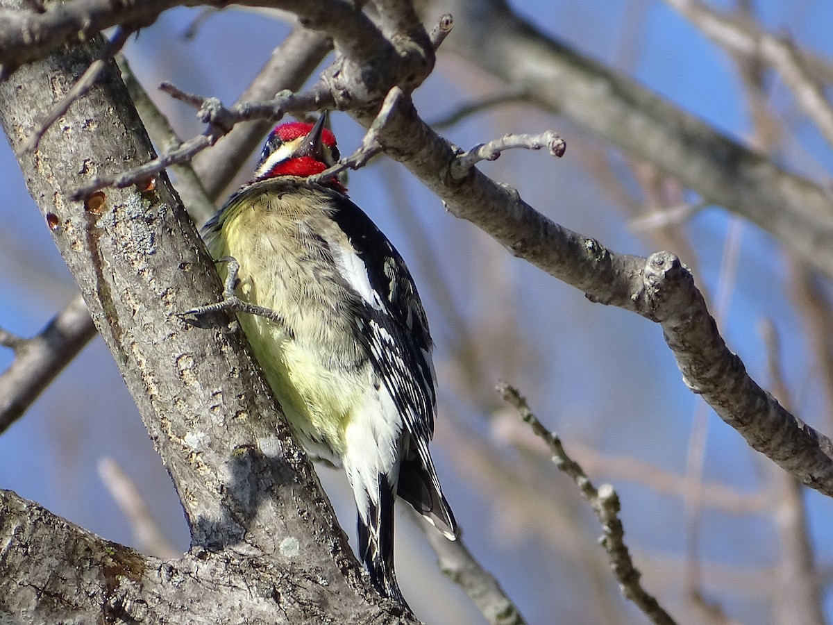 Yellow-bellied Sapsucker - ML403782831