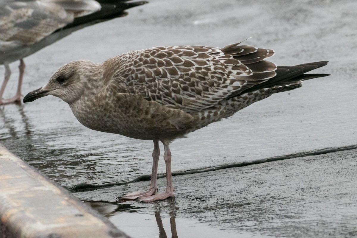 Vega Gull - ML403783431