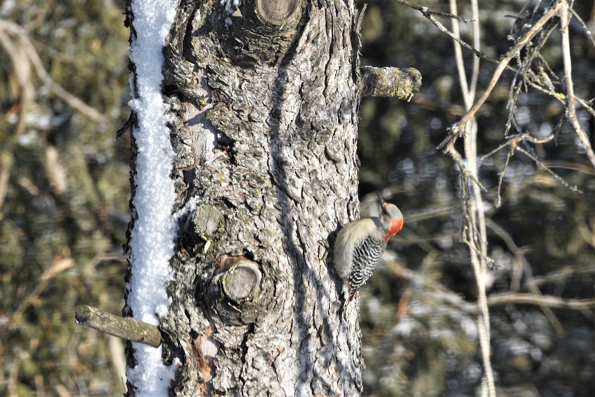 Red-bellied Woodpecker - ML403784601
