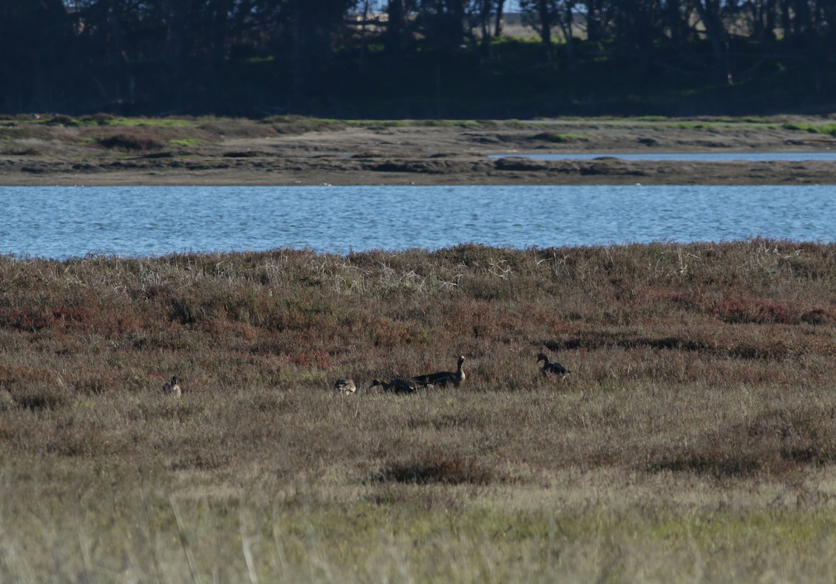 Greater White-fronted Goose (Western) - ML403784611