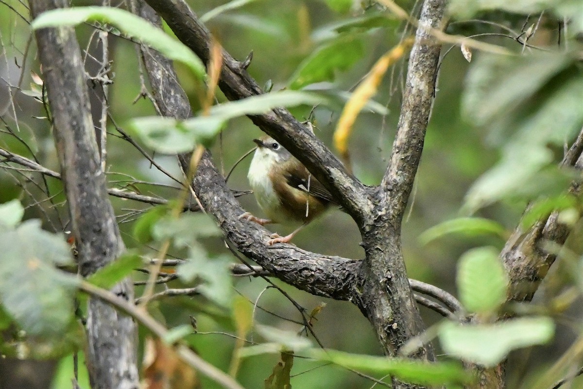 Sedosito Tasmano - ML403785111