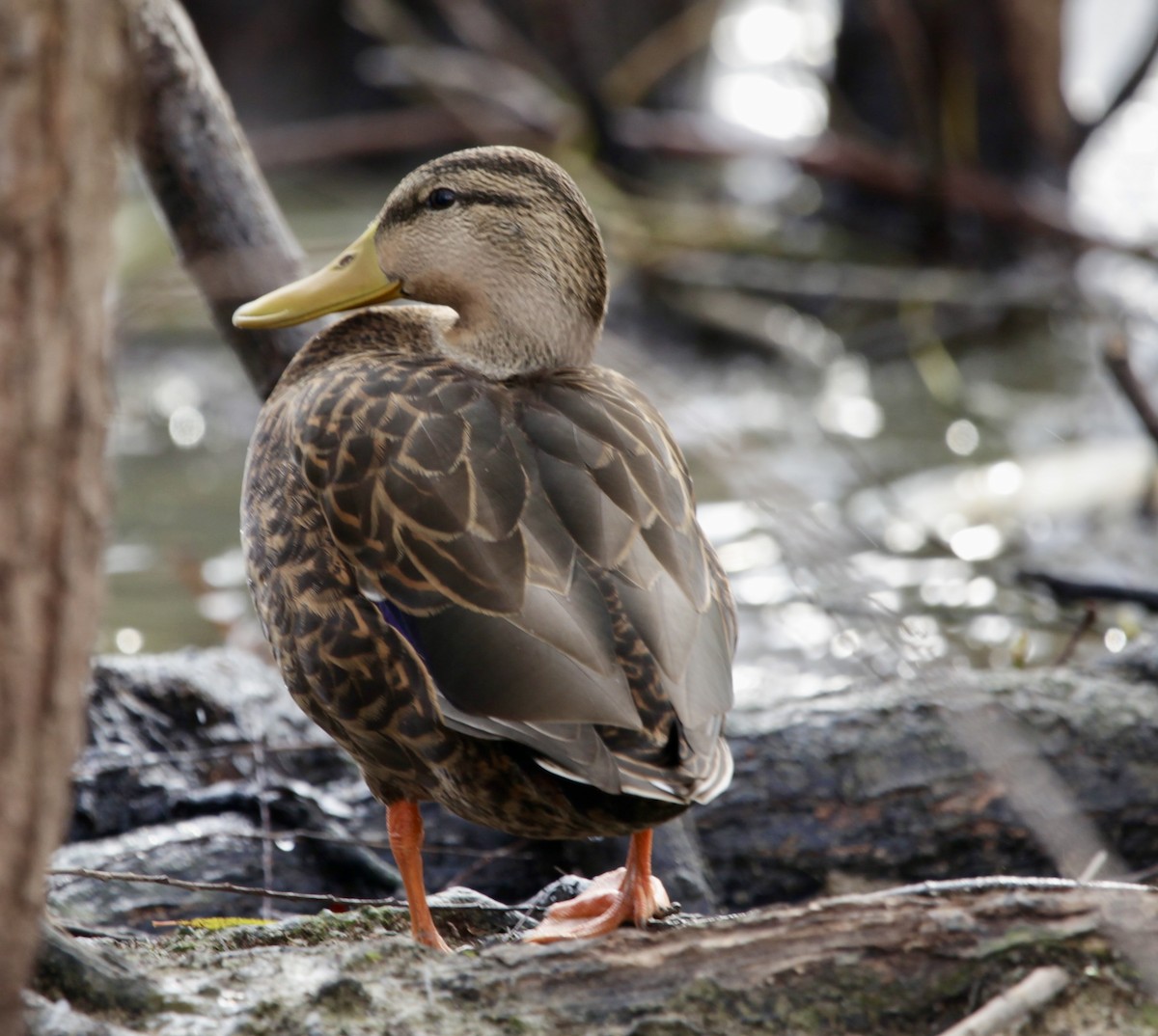 Mottled Duck - Amit K.