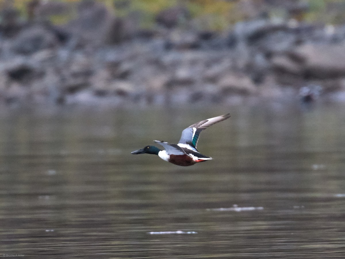 Northern Shoveler - ML40378531