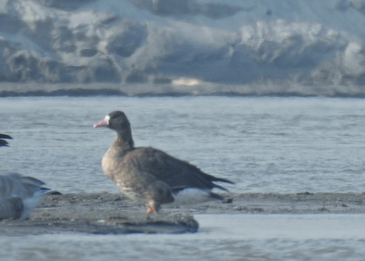 Greater White-fronted Goose - ML403785841
