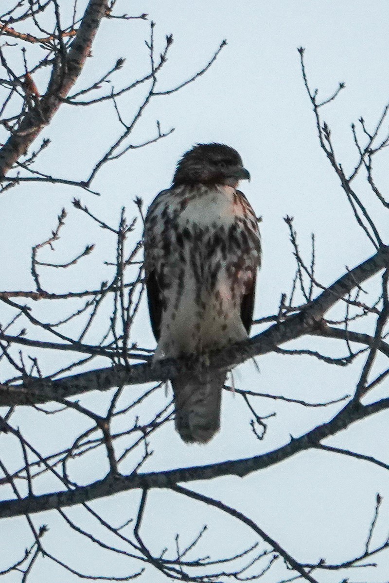 Red-tailed Hawk - ML403785851