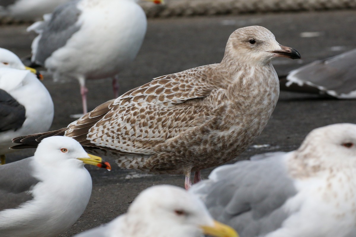 Herring Gull (Vega) - Alvaro Jaramillo