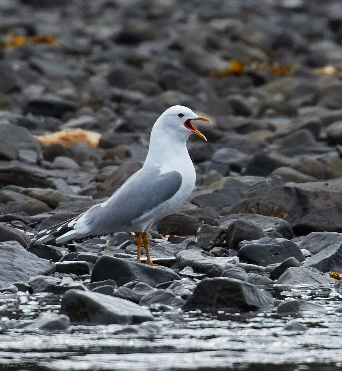 Short-billed Gull - ML40378601