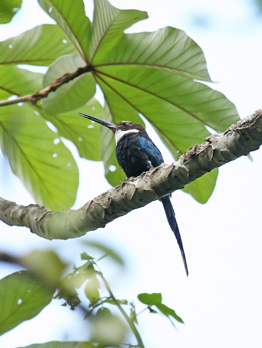 Paradise Jacamar - Peter Candido