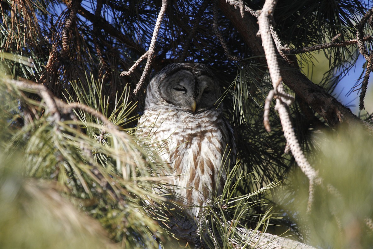 Barred Owl - Paul Hurtado