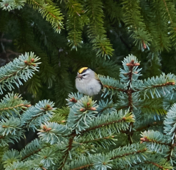 Golden-crowned Kinglet - ML40378871