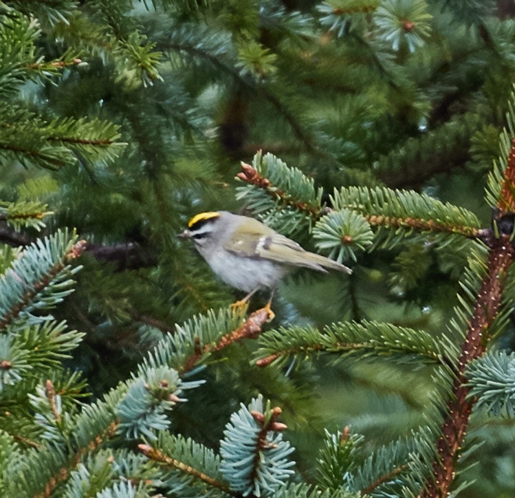 Roitelet à couronne dorée - ML40378881