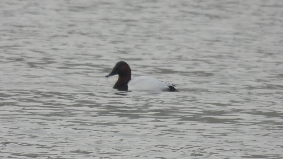 Canvasback - ML403789231