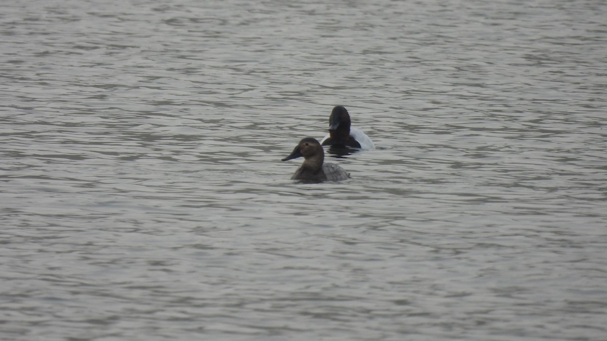 Canvasback - ML403789261