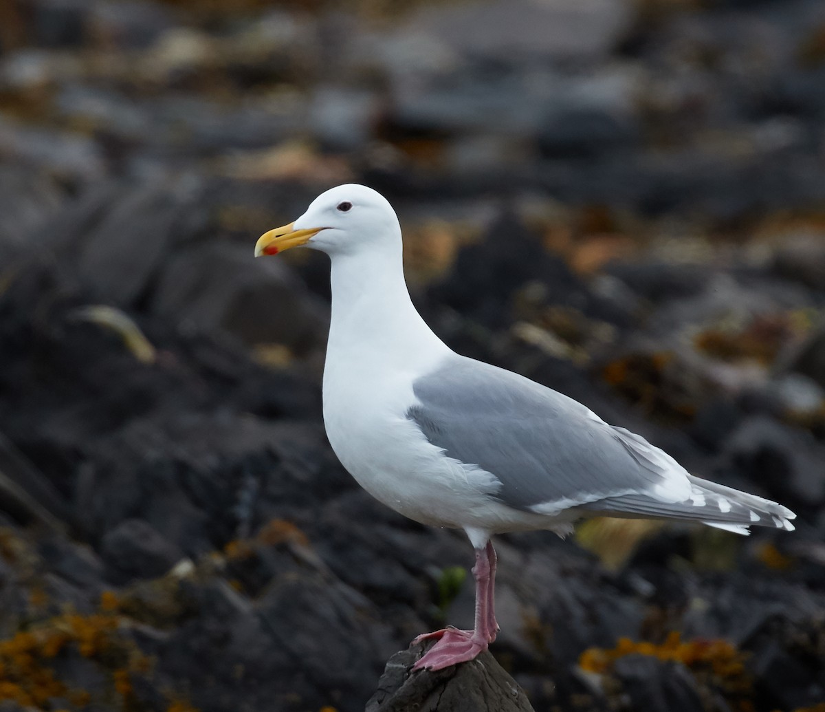 Glaucous-winged Gull - ML40378941